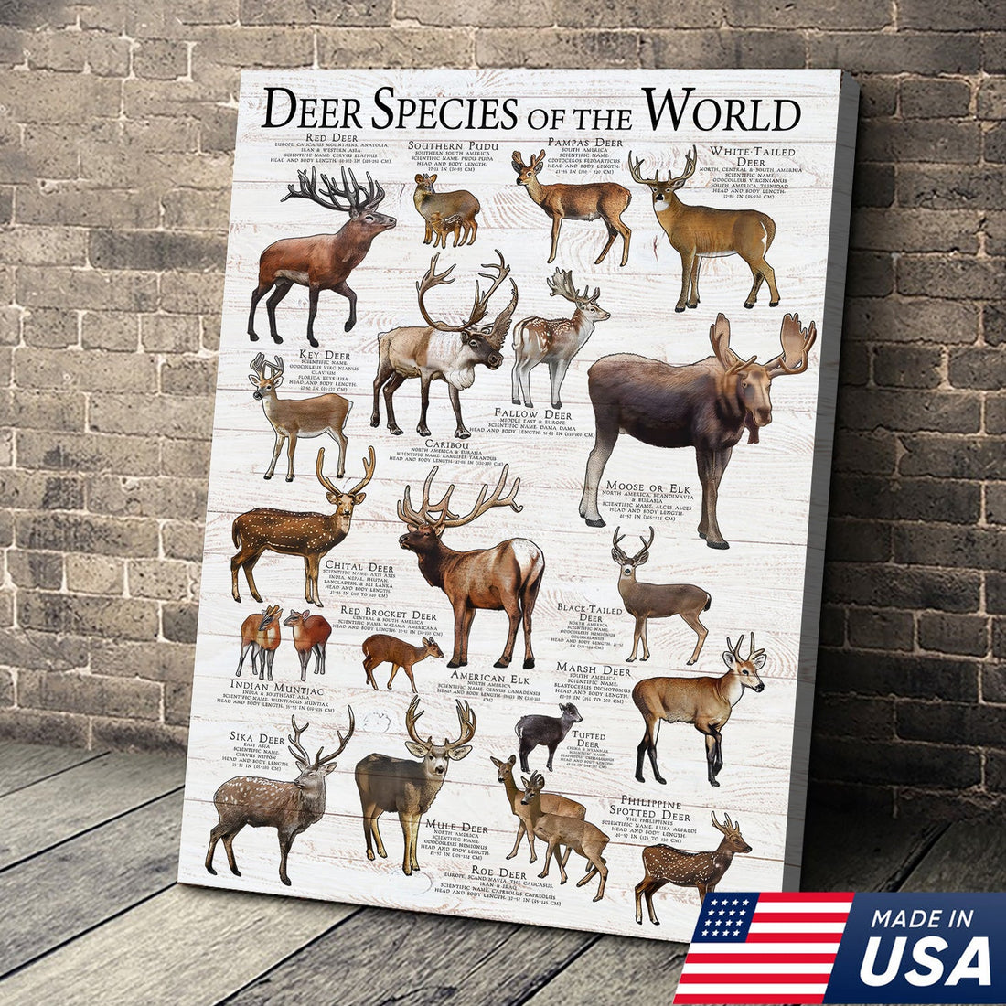 Deer Species of the World Vintage Educational Canvas Poster – Rustic Wildlife Wall Art for Cabin & Nature Lovers