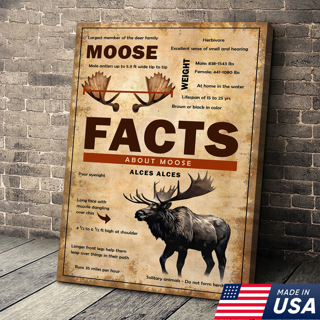 Moose Facts Wall Art Canvas – Educational Wildlife Wall Art for Hunters, Cabin & Nature Lovers