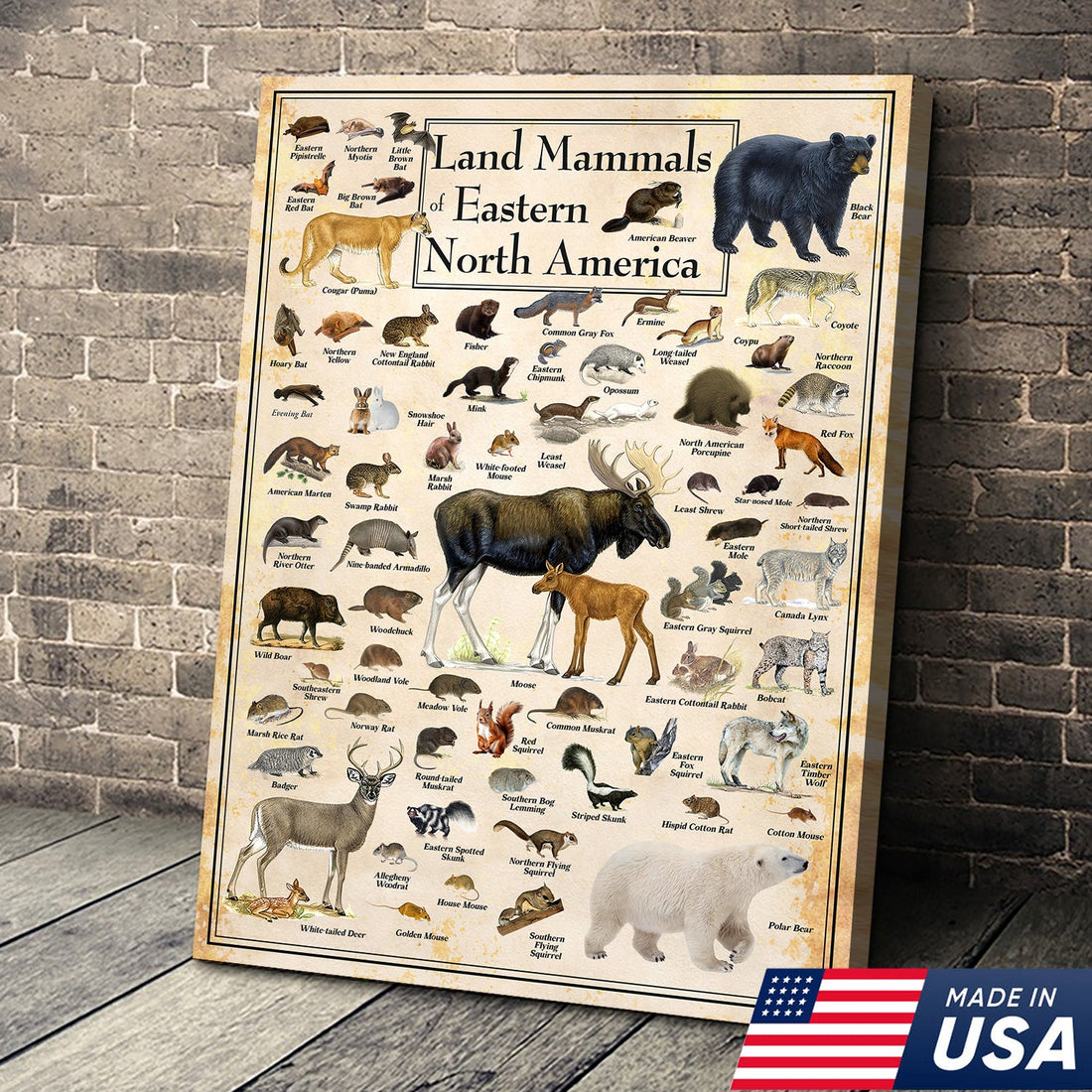 Educational Land Mammals of Eastern North America Canvas Wall Art – Vintage Wildlife Nature Canvas
