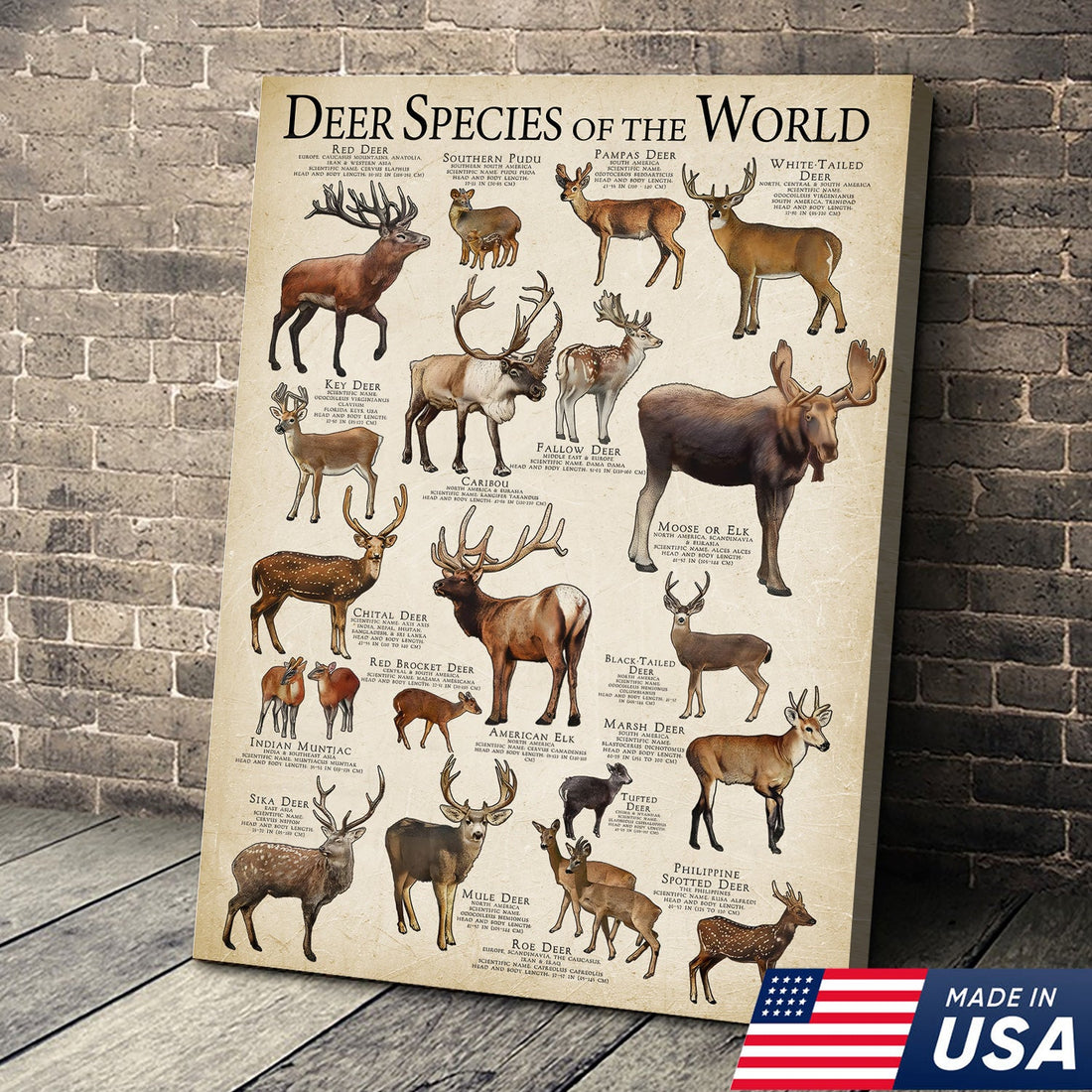 Deer Species of the World Vintage Educational Poster – Rustic Wildlife Wall Art for Cabin & Nature Lovers