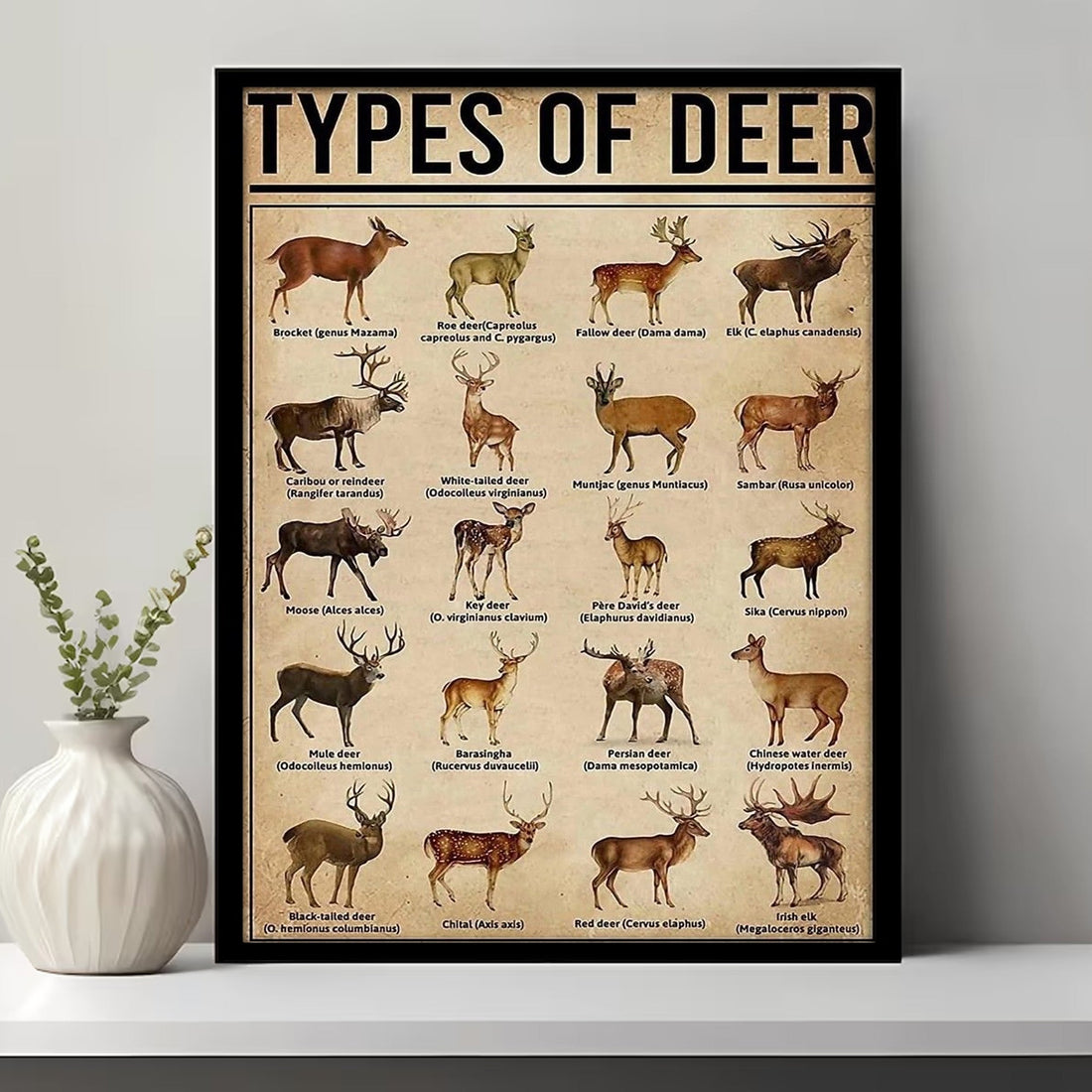 Types of Deer Canvas – Educational Deer Hunting Wall Art & Wildlife Guide, Perfect Decor for Hunters & Wildlife Lovers